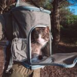 Pecute Pet Carrier Backpack Review