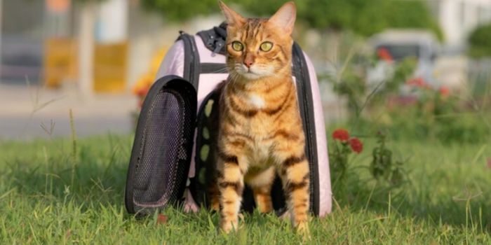 Pecute Pet Carrier Backpack Review