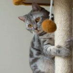 Best Indoor Cat Toys for Exercise Review