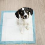 How To Train your Puppy to Use a Pee Pad
