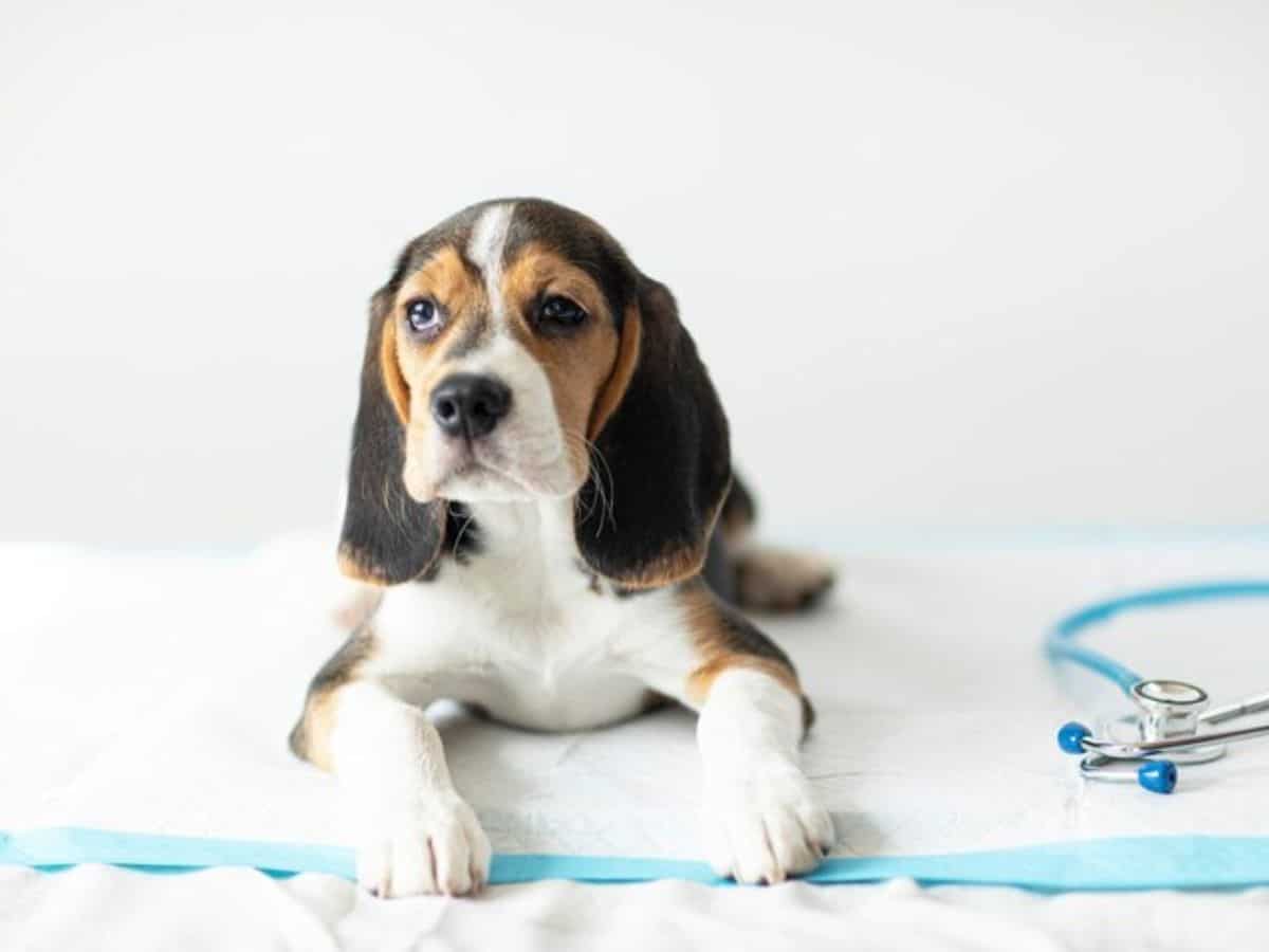 How Long Should I Keep My Puppy on Pee Pads
