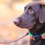 What is a Dog Training Collar