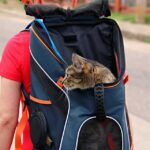 Tips for Carrying Your Cat in a Carrier