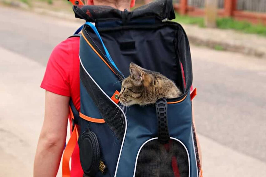 Tips for Carrying Your Cat in a Carrier