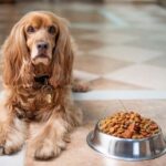 Benefits of Choosing Quality Dog Food