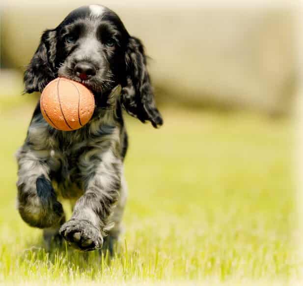 Common Dog Training Mistakes to Avoid