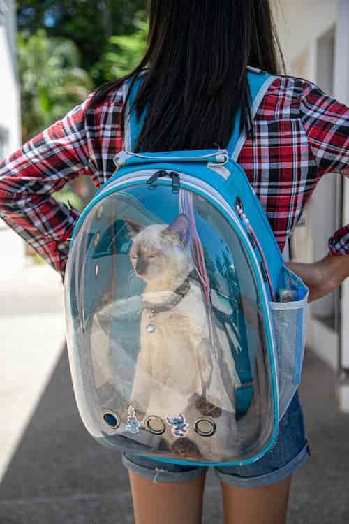ultimate Cats Carrier unboxing and review