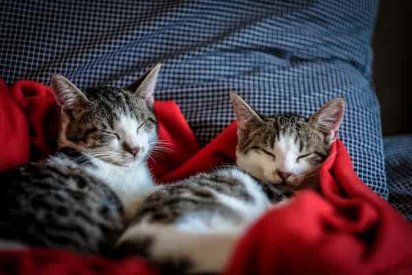 How To Keep Cats Healthy And Happy