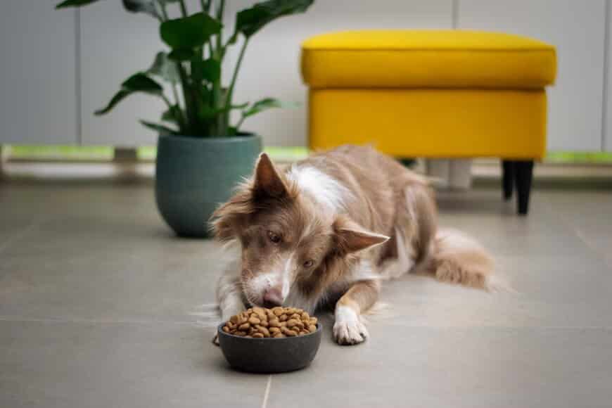 Pros and Cons of Raw Diet for Dogs