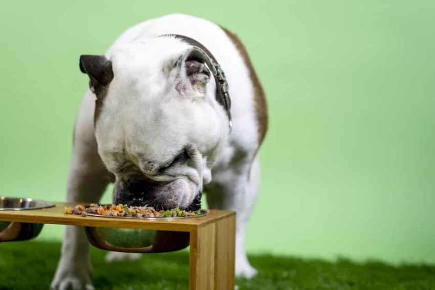 Pros and Cons of Raw Diet for Dogs