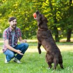 Benefits of Crate Training Your Dog