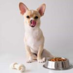 Protein Powder for Dogs Weight Gain