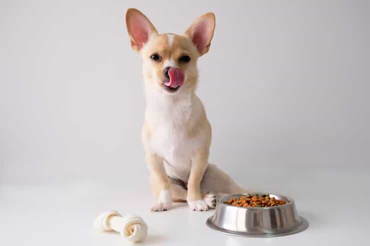 Protein Powder for Dogs Weight Gain
