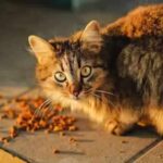 human food for cats to gain weight