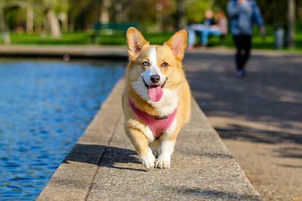 what are common dog breeds