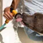 Dog Care in Hot Weather