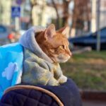 How to Keep Outdoor Cats warm