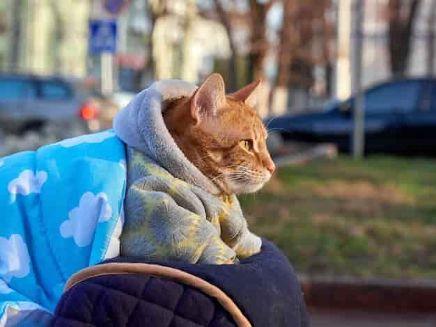 How to Keep Outdoor Cats warm