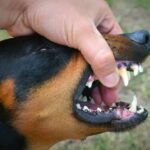 most common oral tumor in dogs