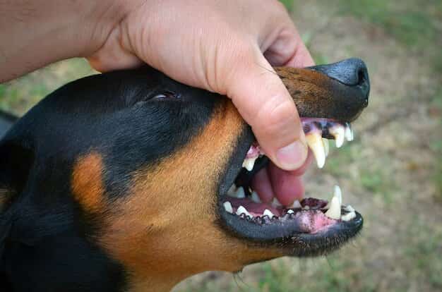 most common oral tumor in dogs