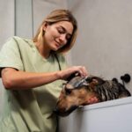 Treating Skin Problems in Dogs